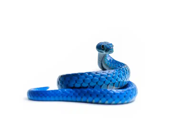 A blue COBRA snake