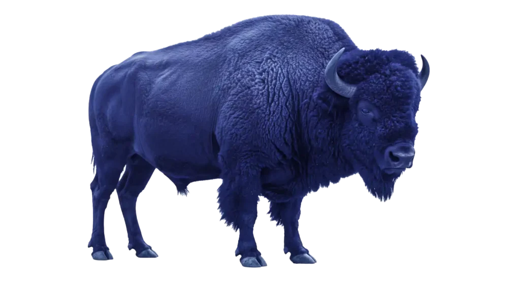 A blue buffalo