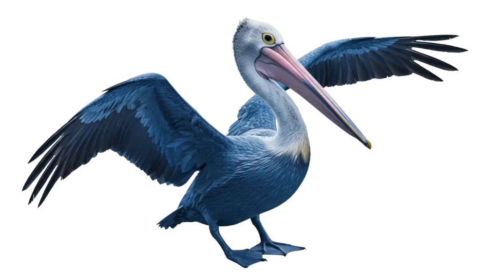 A blue Louisiana pelican